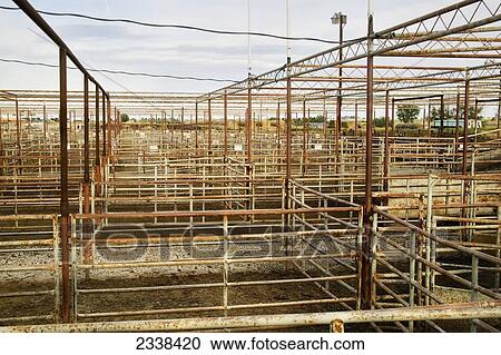 Stock Image - Cattle Pens; Alberta, Canada. Fotosearch