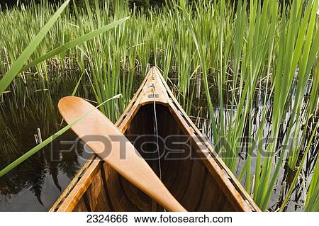 Cedar Strip Canoe And Paddle In Marsh Reeds, Algonquin Park, Ontario, Canada View Large Photo Image Stock Photograph - Cedar Strip Canoe And Paddle In Marsh Reeds, Algonquin Park, Ontario, Canada. Fotosearch