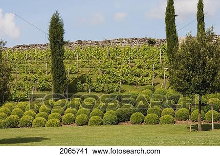 Stock Image - Cedars Of Lebanon In The Garden And Vineyard Of The Chateau D'amboise, Amboise, France. Fotosearch