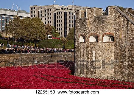 Stock Image - Ceramic poppies at the Tower of London commemorating the 100th anniversary of World War One; London, England. Fotosearch