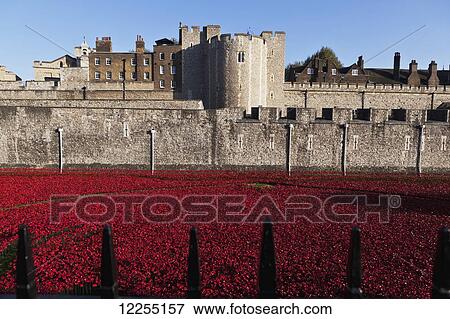 Stock Photo - Ceramic poppies at the Tower of London commemorating the 100th anniversary of World War One; London, England. Fotosearch