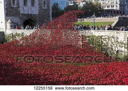 Ceramic poppies at the Tower of London commemorating the 100th anniversary of World War One; London, England View Large Photo Image Stock Photo - Ceramic poppies at the Tower of London commemorating the 100th anniversary of World War One; London, England. Fotosearch
