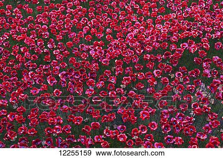 Stock Photo - Ceramic poppies at the Tower of London commemorating the 100th anniversary of World War One; London, England. Fotosearch