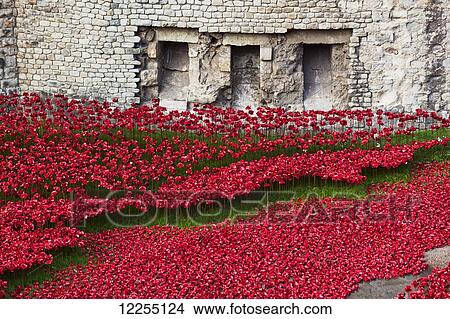 Picture - Ceramic poppies comemorating the fallen UK and Commonwealth soldiers of the First World War, the 100th anniversary of the begining of the war in 2014, Tower of London; London, England. Fotosearch