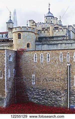 Stock Photo - Ceramic poppies comemorating the fallen UK and Commonwealth soldiers of the First World War at the Tower of London; London, England. Fotosearch