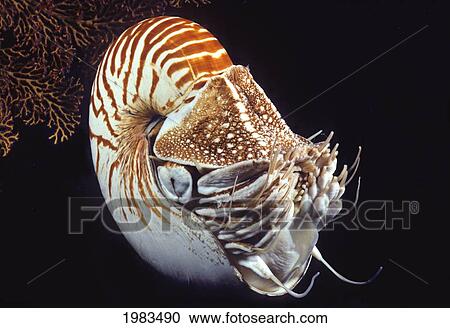 Chambered Nautilus (Nautilus Pompilius) in dark water; Indonesia View Large Photo Image Stock Image - Chambered Nautilus (Nautilus Pompilius) in dark water; Indonesia. Fotosearch