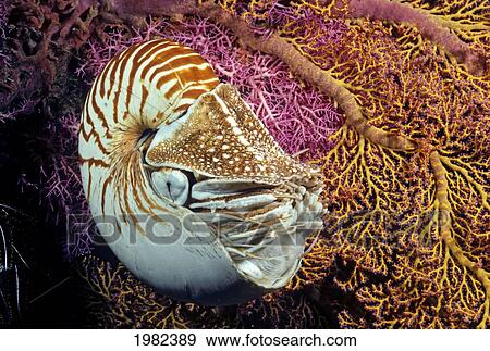Stock Photo - Chambered nautilus (Nautilus pompilius); Indonesia. Fotosearch