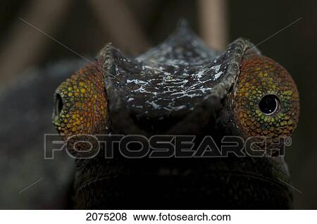 Stock Photo - Chameleon (Furcifer Lateralis), Toamasina Province, Madagascar. Fotosearch