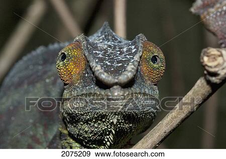 Chameleon (Furcifer Lateralis), Toamasina Province, Madagascar View Large Photo Image Stock Photo - Chameleon (Furcifer Lateralis), Toamasina Province, Madagascar. Fotosearch