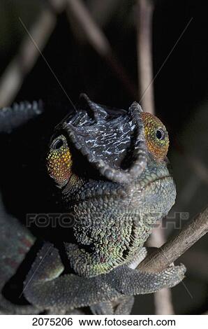 Chameleon (Furcifer Lateralis), Toamasina Province, Madagascar View Large Photo Image Stock Photograph - Chameleon (Furcifer Lateralis), Toamasina Province, Madagascar. Fotosearch