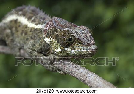Chameleon (Furcifer Pardalis), Ranomafana National Park, Fianarantsoa Province, Madagascar View Large Photo Image Stock Image - Chameleon (Furcifer Pardalis), Ranomafana National Park, Fianarantsoa Province, Madagascar. Fotosearch