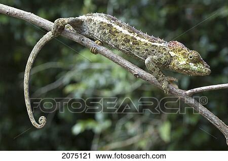 Chameleon (Furcifer Pardalis), Ranomafana National Park, Fianarantsoa Province, Madagascar View Large Photo Image Stock Image - Chameleon (Furcifer Pardalis), Ranomafana National Park, Fianarantsoa Province, Madagascar. Fotosearch