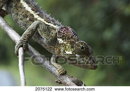 Chameleon (Furcifer Pardalis), Ranomafana National Park, Fianarantsoa Province, Madagascar View Large Photo Image Stock Image - Chameleon (Furcifer Pardalis), Ranomafana National Park, Fianarantsoa Province, Madagascar. Fotosearch