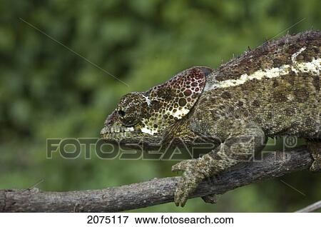 Stock Photo - Chameleon (Furcifer Pardalis), Ranomafana National Park, Fianarantsoa Province, Madagascar. Fotosearch