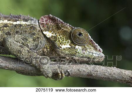 Chameleon (Furcifer Pardalis), Ranomafana National Park, Fianarantsoa Province, Madagascar View Large Photo Image Stock Photo - Chameleon (Furcifer Pardalis), Ranomafana National Park, Fianarantsoa Province, Madagascar. Fotosearch