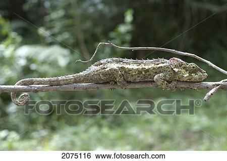 Chameleon (Furcifer Pardalis), Ranomafana National Park, Fianarantsoa Province, Madagascar View Large Photo Image Stock Photograph - Chameleon (Furcifer Pardalis), Ranomafana National Park, Fianarantsoa Province, Madagascar. Fotosearch
