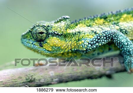 Stock Photo - Chameleon In The Forests Of Mt Meru, Close Up. Fotosearch