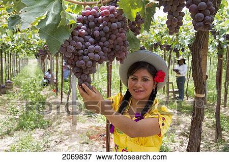 Stock Photo - Chapaca Harvesting Grapes In A Vineyard Of Calamuchita, Tarija, Bolivia. Fotosearch