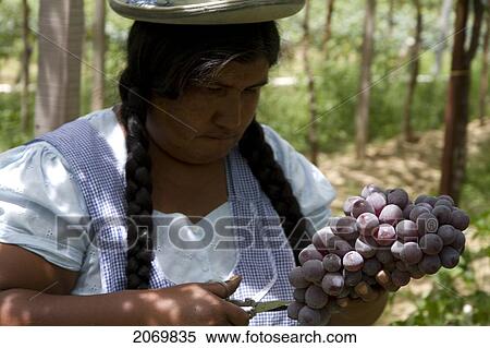 Stock Photography - Chapaca Harvesting Grapes In A Vineyard Of Calamuchita, Tarija, Bolivia. Fotosearch