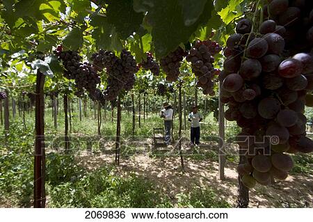 Stock Photograph - Chapacas Harvesting Grapes In A Vineyard Of Calamuchita, Tarija, Bolivia. Fotosearch