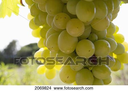 Picture - Chardonnay Grapes On The Vine In A Vineyard Of Valle De La Concepci. Fotosearch