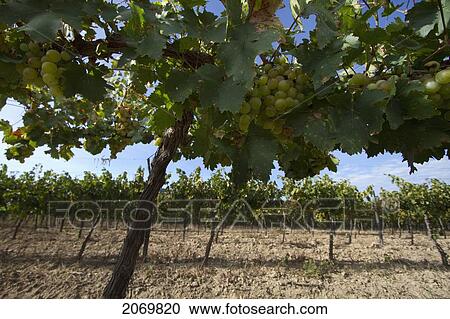 Chardonnay Grapes On The Vine In A Vineyard Of Valle De La Concepci View Large Photo Image Stock Image - Chardonnay Grapes On The Vine In A Vineyard Of Valle De La Concepci. Fotosearch