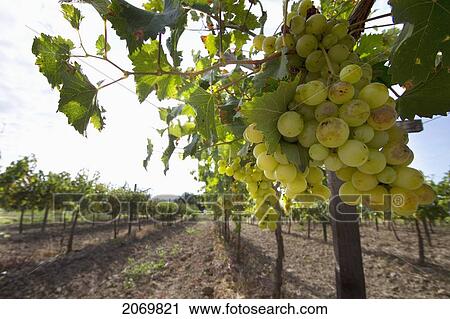 Chardonnay Grapes On The Vine In A Vineyard Of Valle De La Concepci View Large Photo Image Stock Image - Chardonnay Grapes On The Vine In A Vineyard Of Valle De La Concepci. Fotosearch