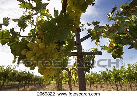 Chardonnay Grapes On The Vine In A Vineyard Of Valle De La Concepci View Large Photo Image Stock Image - Chardonnay Grapes On The Vine In A Vineyard Of Valle De La Concepci. Fotosearch
