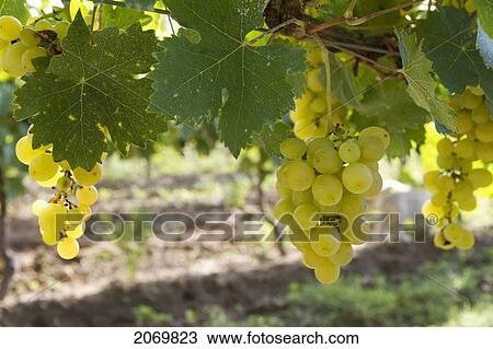 Stock Image - Chardonnay Grapes On The Vine In A Vineyard Of Valle De La Concepci. Fotosearch
