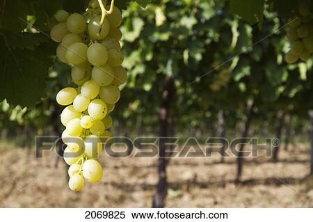 Stock Photography - Chardonnay Grapes On The Vine In A Vineyard Of Valle De La Concepci. Fotosearch