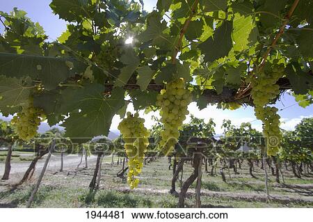Stock Image - Chardonnay grapes on the vine in the vineyard of Bodega El Esteco winery, Cafayate, Salta, Argentina. Fotosearch
