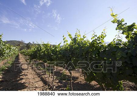 Chardonnay Grapevines In Estancia El Cuadro, Casablanca Valley, Valparaiso Region, Chile View Large Photo Image Stock Image - Chardonnay Grapevines In Estancia El Cuadro, Casablanca Valley, Valparaiso Region, Chile. Fotosearch