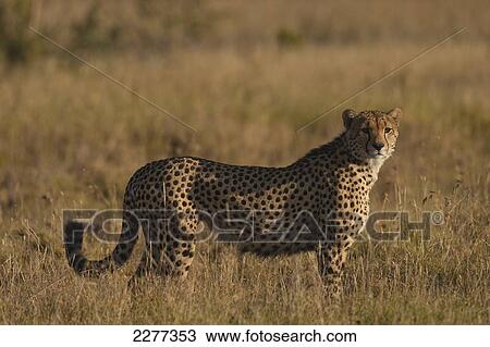 Cheetah in grass, Ol Pejeta Conservancy; Kenya View Large Photo Image Stock Image - Cheetah in grass, Ol Pejeta Conservancy; Kenya. Fotosearch