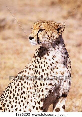 Cheetah In Maasai Mara Game Reserve View Large Photo Image Stock Image - Cheetah In Maasai Mara Game Reserve. Fotosearch