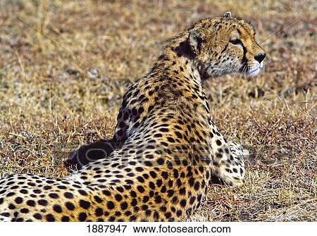 Stock Photo - Cheetah Lying On Grass. Fotosearch