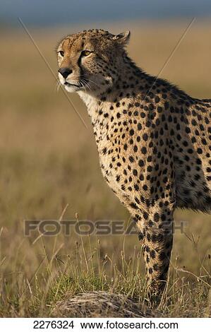 Cheetah, Ol Pejeta Conservancy; Kenya View Large Photo Image Picture - Cheetah, Ol Pejeta Conservancy; Kenya. Fotosearch