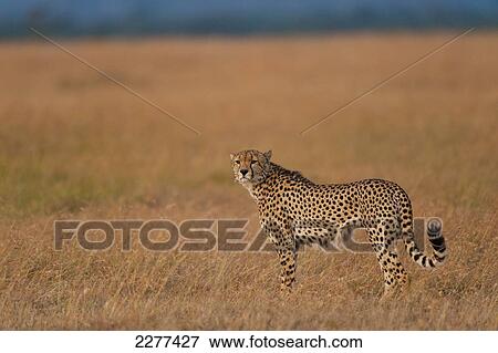 Cheetah on grassy plain, Ol Pejeta Conservancy, Kenya. View Large Photo Image Stock Photo - Cheetah on grassy plain, Ol Pejeta Conservancy, Kenya.. Fotosearch