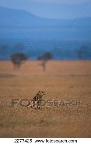 Cheetah on grassy plain, Ol Pejeta Conservancy; Kenya View Large Photo Image Stock Photography - Cheetah on grassy plain, Ol Pejeta Conservancy; Kenya. Fotosearch