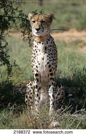 Cheetah sighting on game drive, Samara Private Game Reserve; South Africa View Large Photo Image Stock Image - Cheetah sighting on game drive, Samara Private Game Reserve; South Africa. Fotosearch
