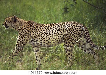 Stock Photo - Cheetah Stalking. Sabi Sands, South Africa.. Fotosearch