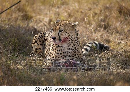 Cheetah with blood around mouth from freshly killed baby warthog, Ol Pejeta Conservancy; Kenya View Large Photo Image Stock Photograph - Cheetah with blood around mouth from freshly killed baby warthog, Ol Pejeta Conservancy; Kenya. Fotosearch