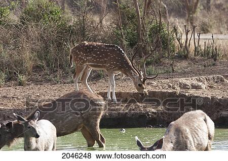 Stock Photo - Cheetal (Spotted Deer), Sariska National Park, Rajasthan, India. Fotosearch