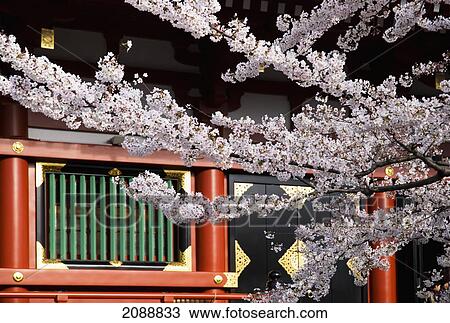 Stock Image - Cherry Blossom Branches In Front Of Japanese Temple; Tokyo, Japan. Fotosearch
