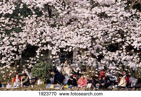 Cherry Blossom Festival View Large Photo Image Stock Image - Cherry Blossom Festival. Fotosearch