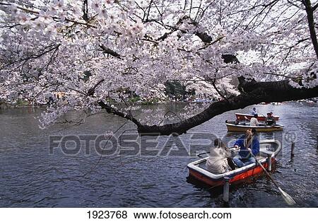 Stock Photo - Cherry Blossom Festival. Fotosearch