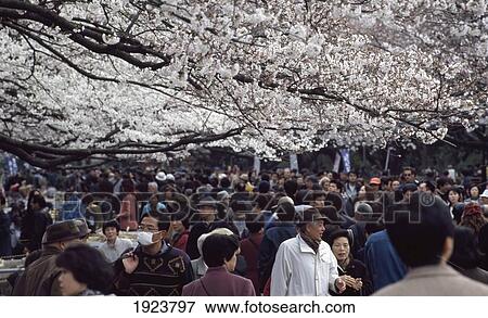 Cherry Blossom Festival View Large Photo Image Stock Photo - Cherry Blossom Festival. Fotosearch