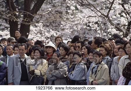 Cherry Blossom Festival View Large Photo Image Stock Photograph - Cherry Blossom Festival. Fotosearch