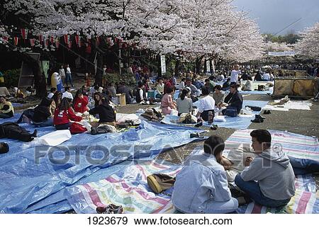Stock Photo - Cherry Blossom Parties. Fotosearch