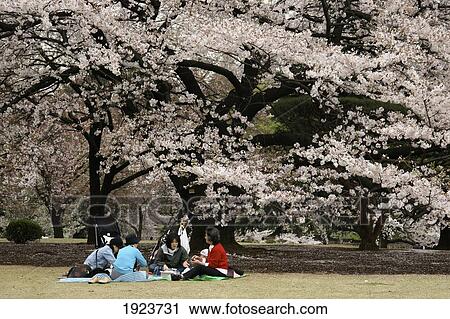 Stock Image - Cherry Blossom. Fotosearch