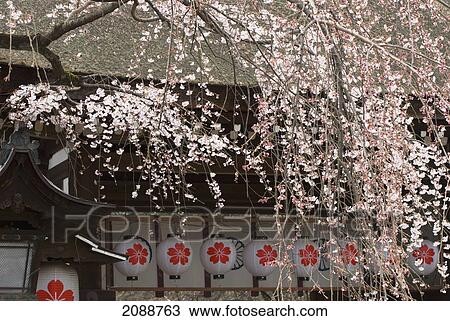 Stock Image - Cherry Blossom Tree And Paper Lanterns; Kyoto, Japan. Fotosearch